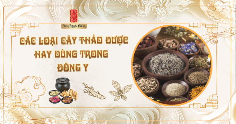 TOP 10 thảo dược sử dụng trong Dưỡng Sinh Đông Y tốt cho sức khỏe