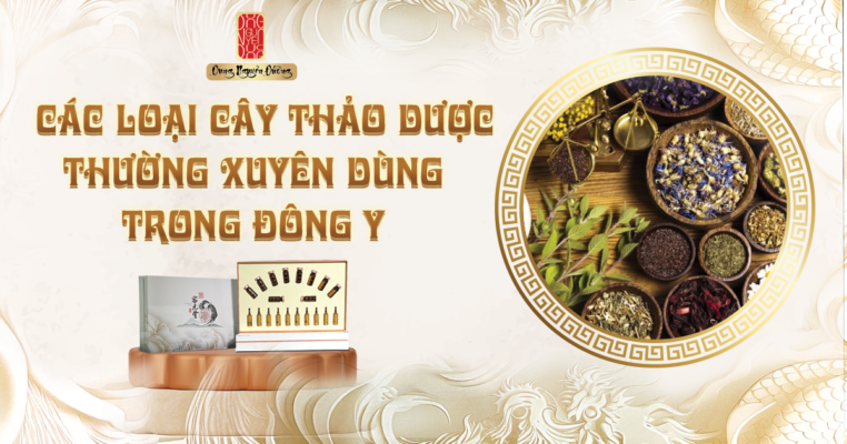 Các loại thảo dược thường xuyên dùng trong đông y